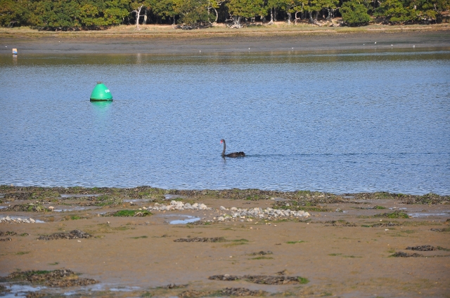 black swan, black swans, swans-1.JPG - BLACK SWAN - CHICHESTER HARBOUR - 26.9.09